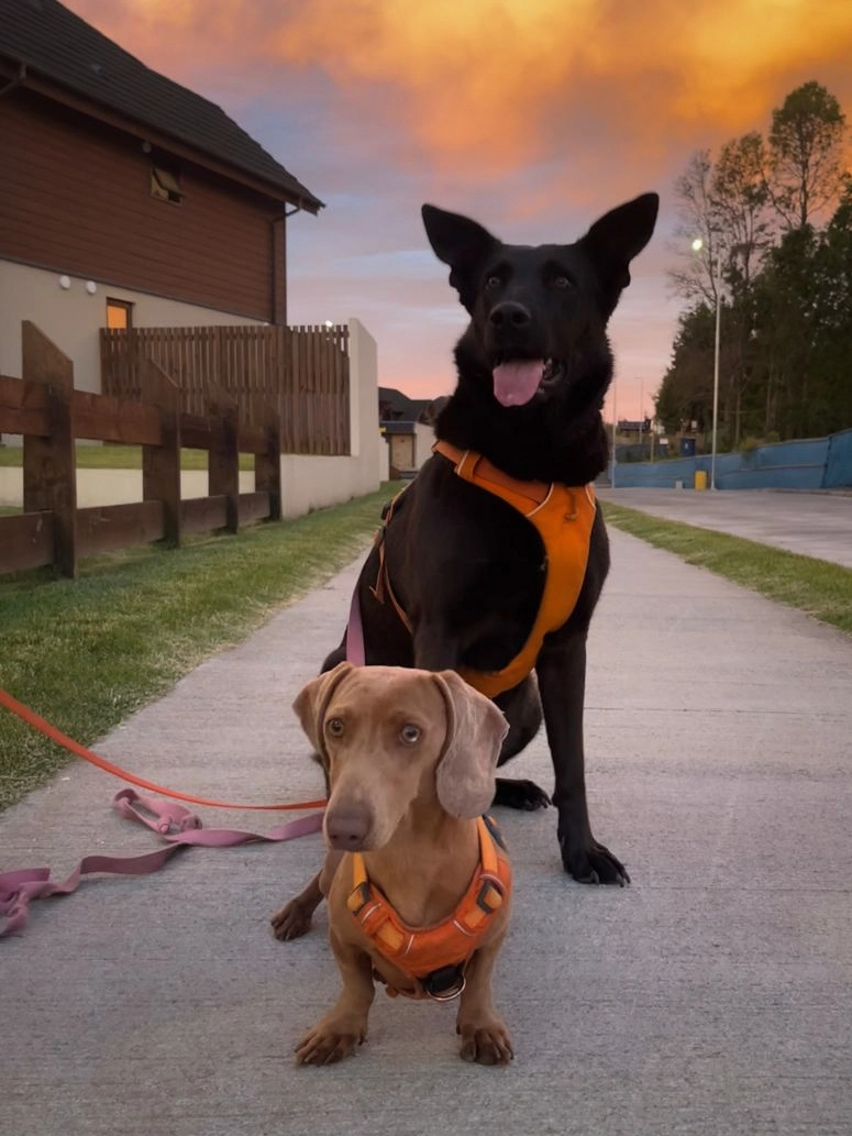 Educación canina en terreno